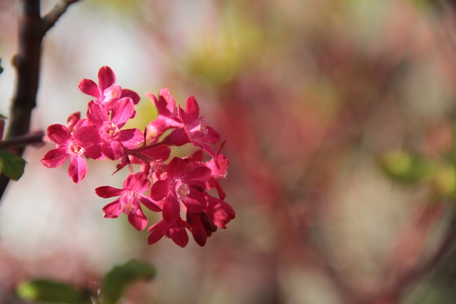 花朵 小飞人 粉红色的花朵 - 上的免费照片