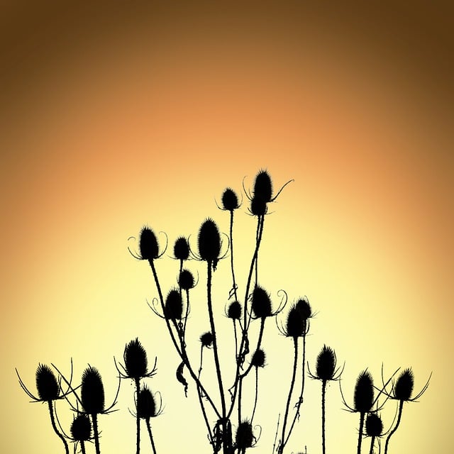 Teasel 花朵 轮廓 - 上的免费图片