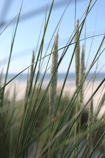 Marram 草 沙丘 沙 - 上的免费照片