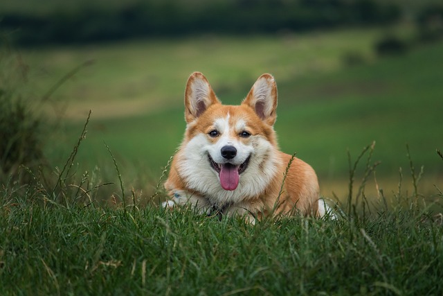 狗 宠物 柯基犬 - 上的免费照片