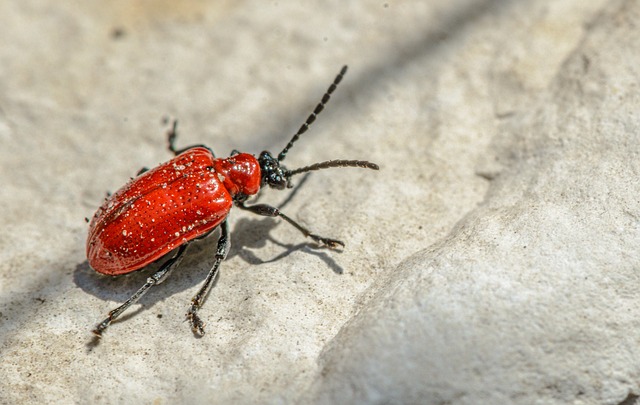 猩红色的百合甲虫 甲虫 昆虫 - 上的免费照片