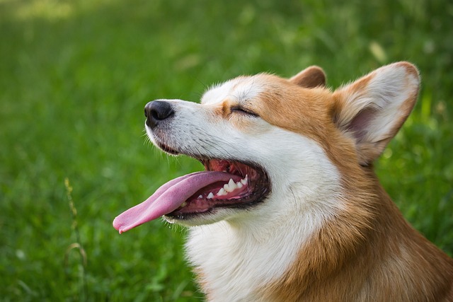 狗 宠物 柯基犬 - 上的免费照片