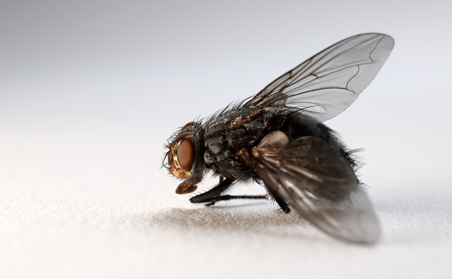 飞行 家蝇 昆虫 - 上的免费照片