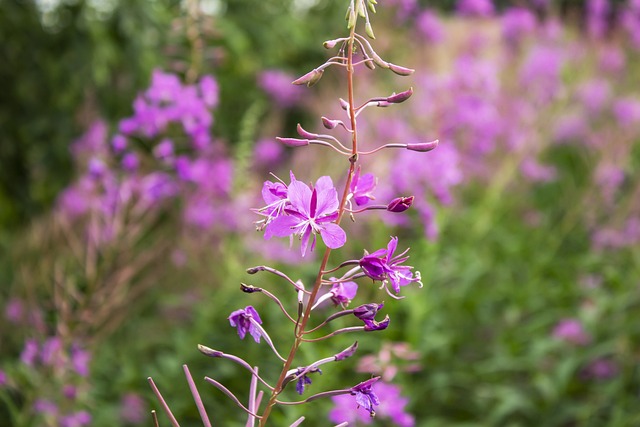 杂草 花朵 植物 - 上的免费照片