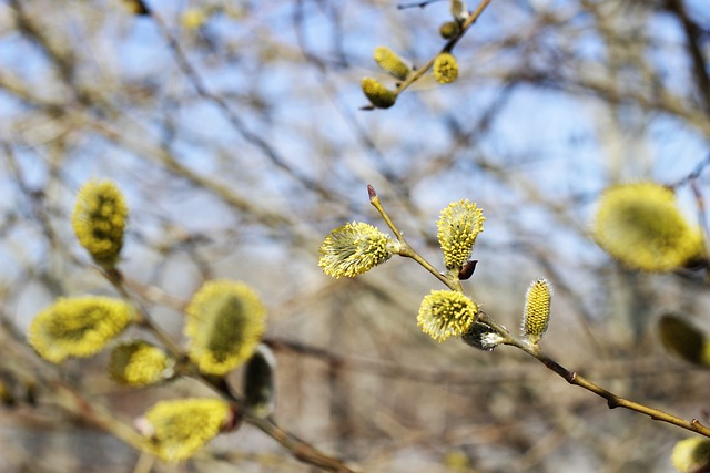 柳 柳絮 枝杈 - 上的免费照片