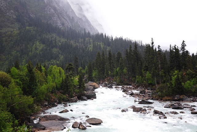 河 森林 山 - 上的免费照片