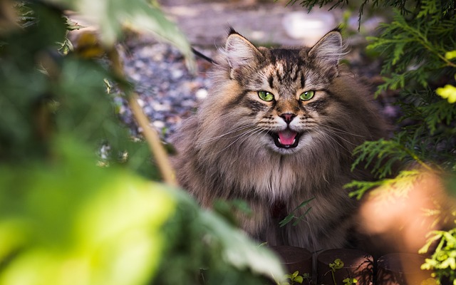 西伯利亚的猫 猫 宠物 - 上的免费照片