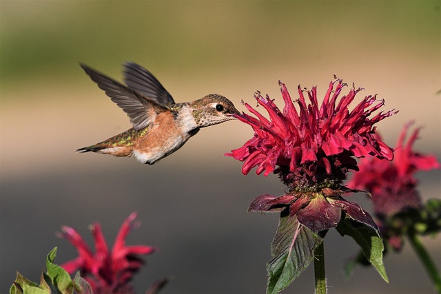 棕红色 鸟 蜂鸟 - 上的免费照片