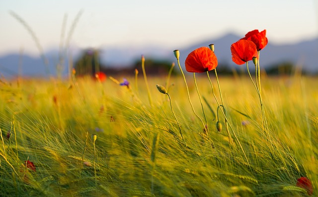 罂粟花 原野 草地 - 上的免费照片