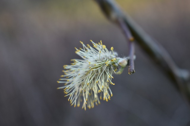 柳 柳絮 枝杈 - 上的免费照片