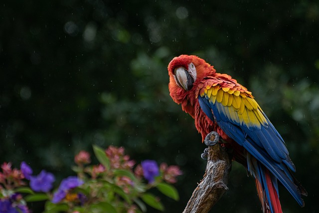 金刚鹦鹉 鹦鹉 鸟 - 上的免费照片