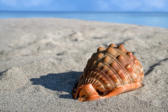 海贝壳 巨型海螺 香柏 - 上的免费照片