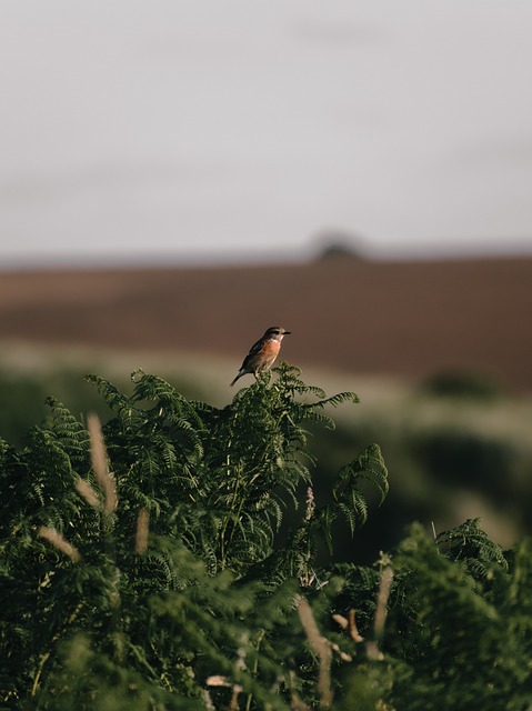 Stonechat 鸟 人居 - 上的免费照片