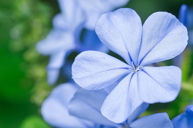 花 蓝花 花瓣 - 上的免费照片
