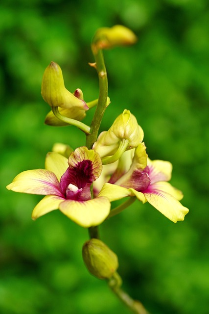 兰花 花朵 石斛兰 - 上的免费照片