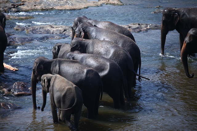 大象 放牧 家庭 - 上的免费照片
