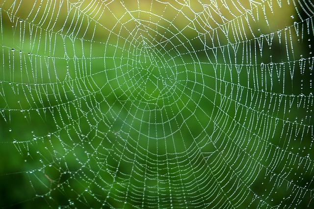 蛛网 网络 露 - 上的免费照片