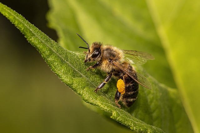 蜜蜂 昆虫 飞虫 - 上的免费照片