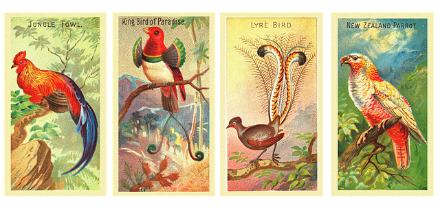 鸟类 复古的 优质的 - 上的免费图片