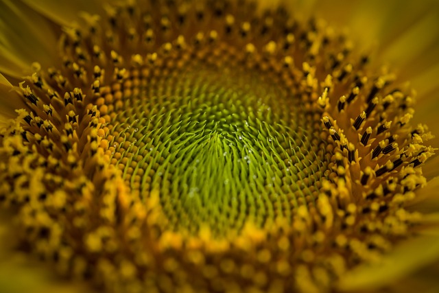 向日葵 花 花粉 - 上的免费照片