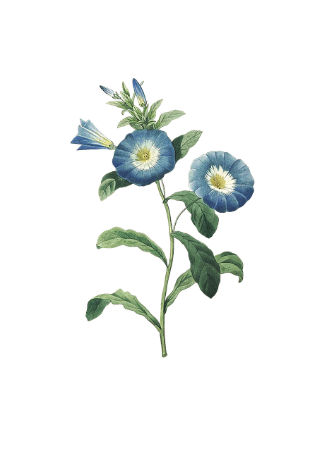 花 植物学 画画 - 上的免费图片