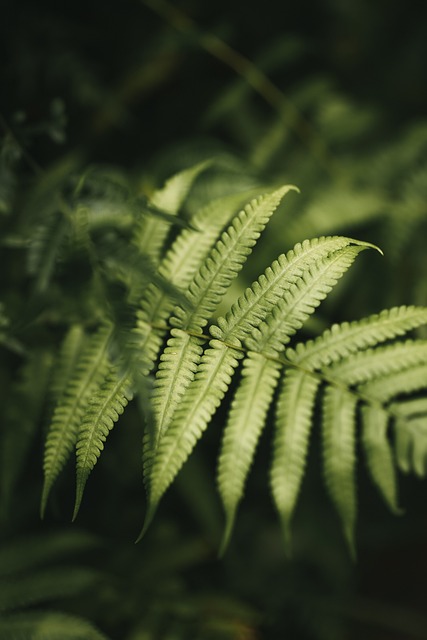 蕨类植物 叶子 树叶 - 上的免费照片