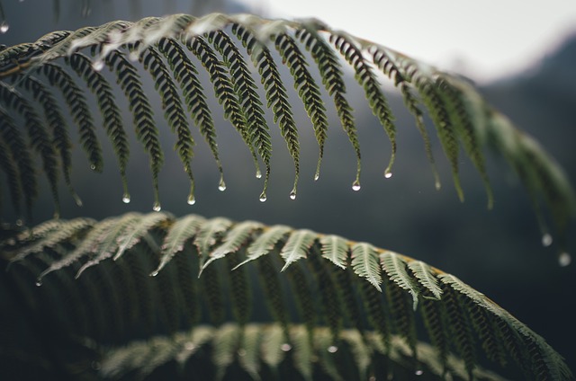 蕨类植物 叶子 树叶 - 上的免费照片