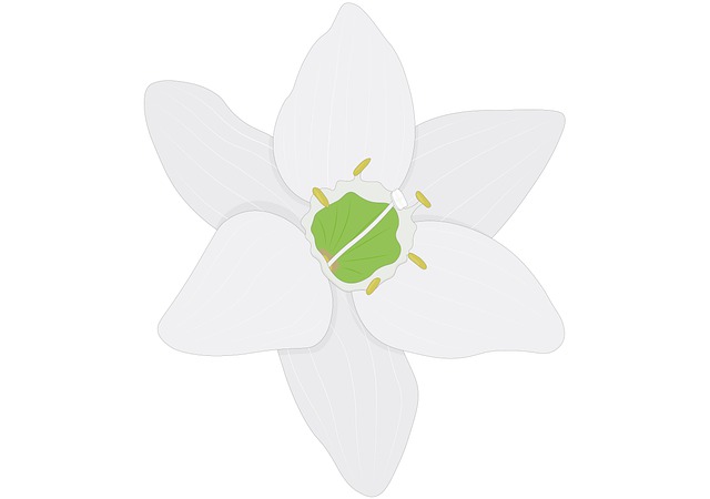 圣体 白色的 花 - 上的免费图片