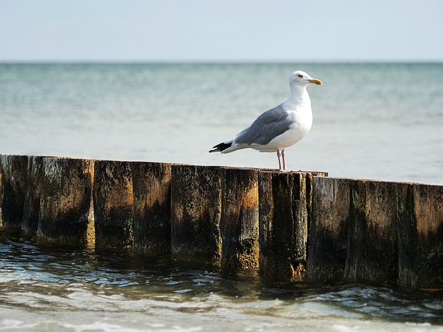 海鸥 鸟 坐 - 上的免费照片