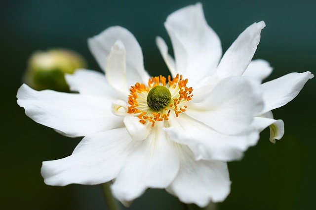 海葵 花 白花 - 上的免费照片