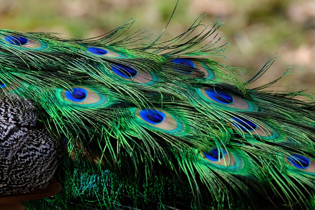 羽毛 孔雀羽毛 多彩多姿的 - 上的免费照片