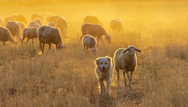 羊 放牧 狗 - 上的免费照片