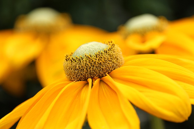 锥花 花朵 黄色的花 - 上的免费照片