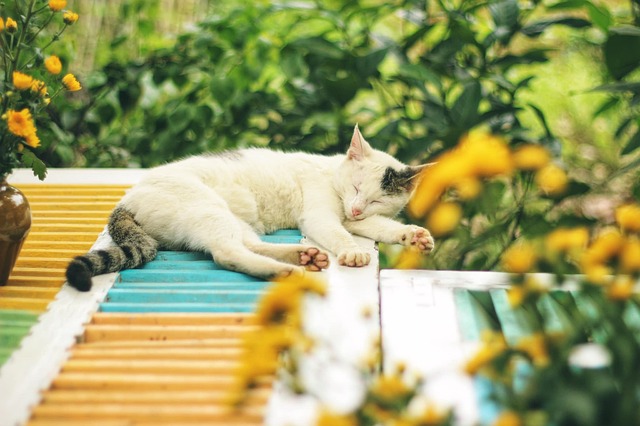 猫 宠物 猫科动物 - 上的免费照片