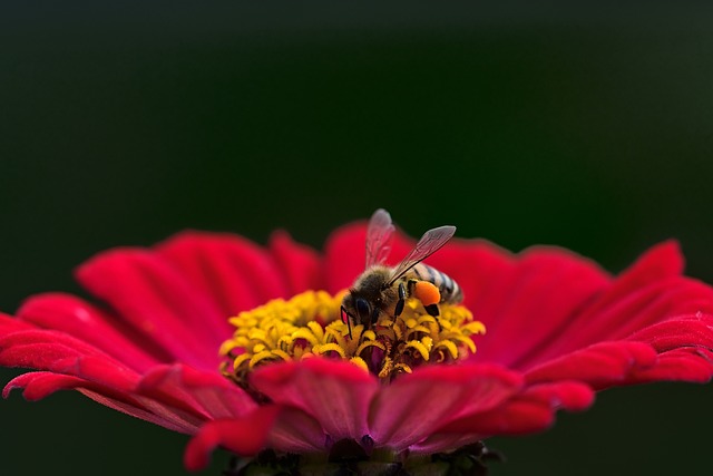 花 蜜蜂 授粉 - 上的免费照片