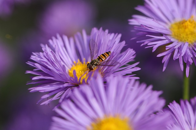花 Hoverfly 授粉 - 上的免费照片
