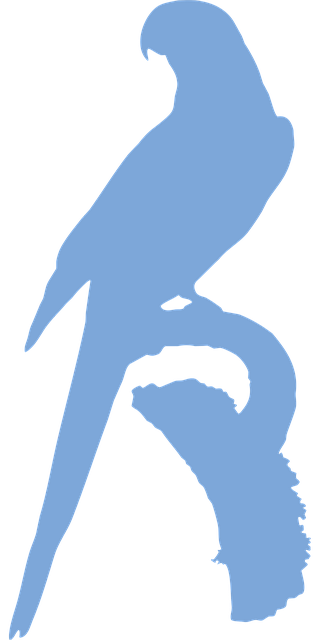 长尾小鹦鹉 鹦鹉 鸟 - 免费矢量图形