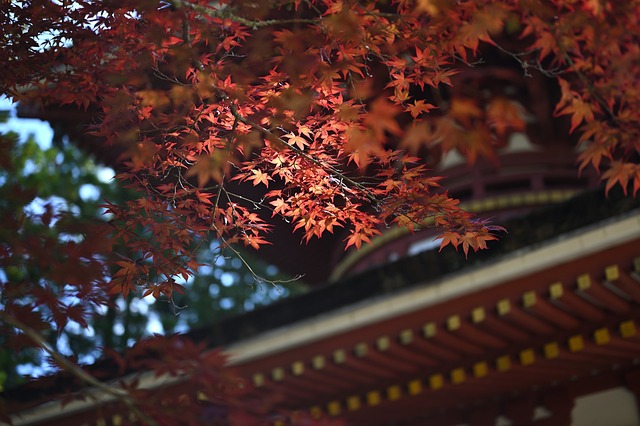 高野山 日本 寺 - 上的免费照片
