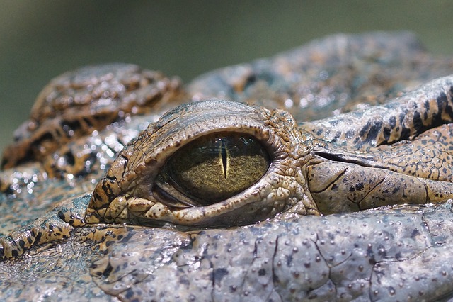 眼睛 鳄鱼 爬虫 - 上的免费照片