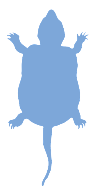 鳖 中国水龟 龟 - 免费矢量图形