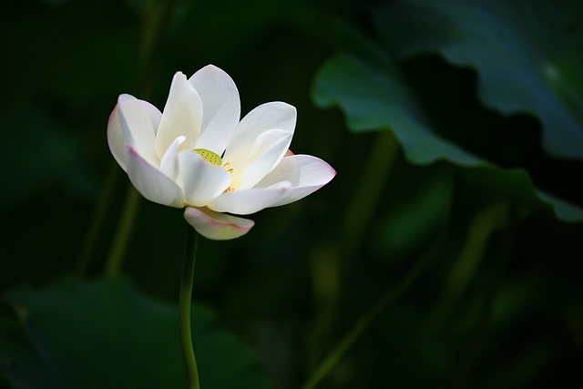 莲花 荷花 白色的花 - 上的免费照片