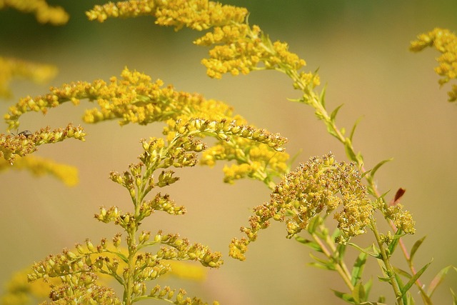 巨型黄花 黄色的花 草地 - 上的免费照片