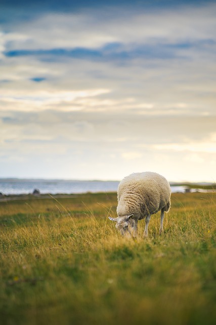 羊 动物 轻擦 - 上的免费照片