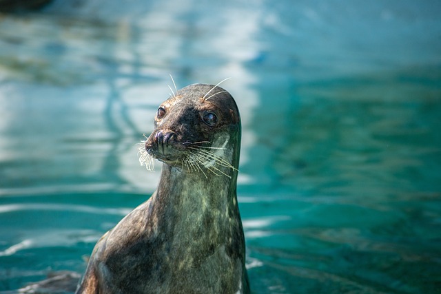 海狮 动物 哺乳动物 - 上的免费照片