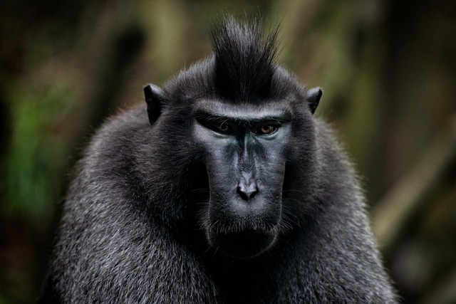 动物 名人凤头猕猴 野生动物 - 上的免费照片