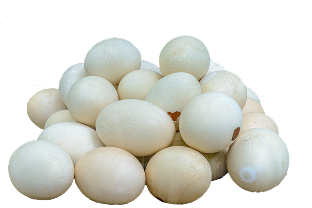 蛋 胚胎 合子 - 上的免费图片