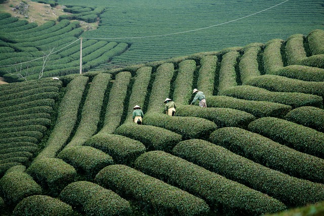 越南 农业 种植园 - 上的免费照片