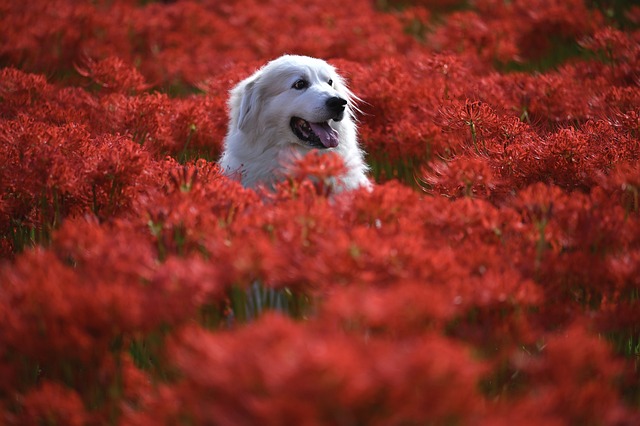 动物 花朵 狗 - 上的免费照片