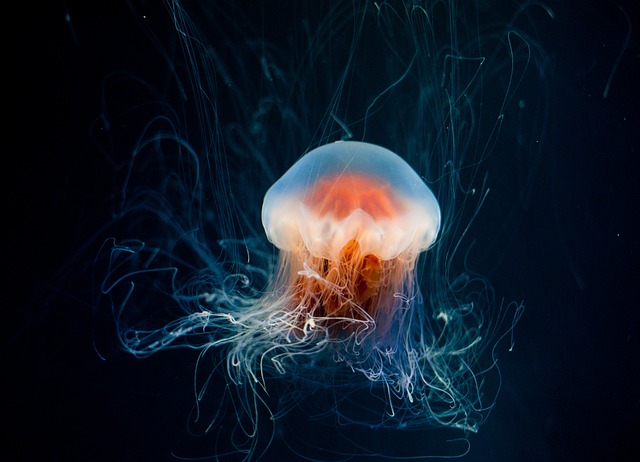 海蜇 水下 海洋 - 上的免费照片