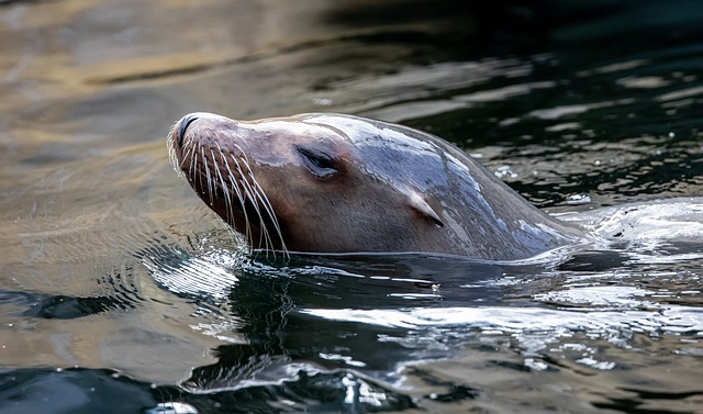 海狮 海豹 水 - 上的免费照片